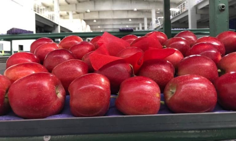 What Kind Of Apple To Put In Turkey? Find Out!